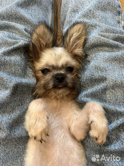 Щенки метисы