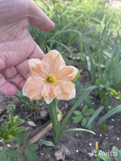 Луковицы нарциссов