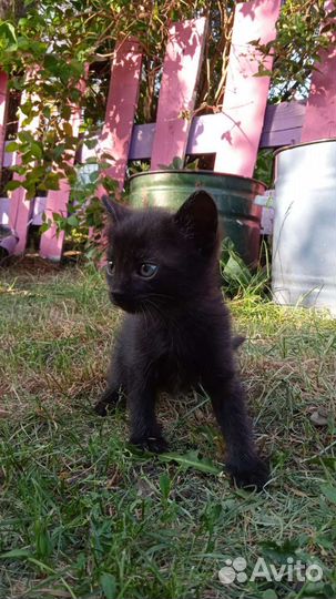 Пасхальные котята