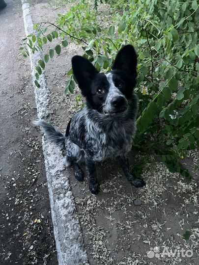 Маленькая собака в дар