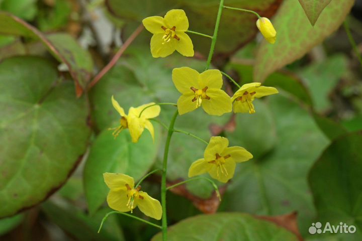 Излишки из сада