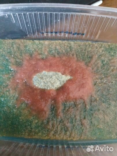 Израильский трубочник Изя, аолофорус