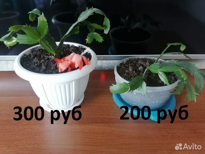 Комнатные цветы