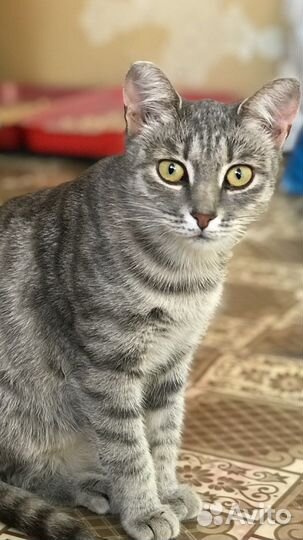 Кошечка стерилизованная