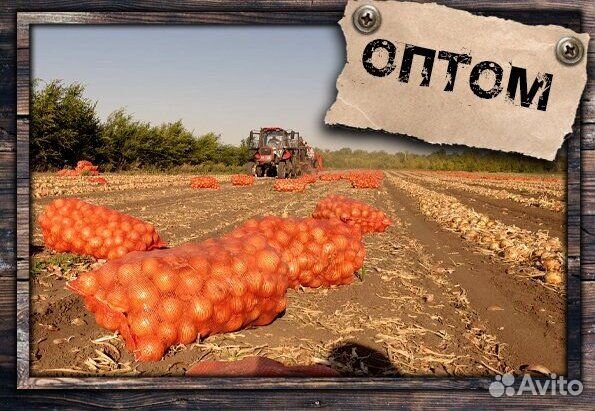 Лук на перо сорт Штутгарт опт от 3 тонн