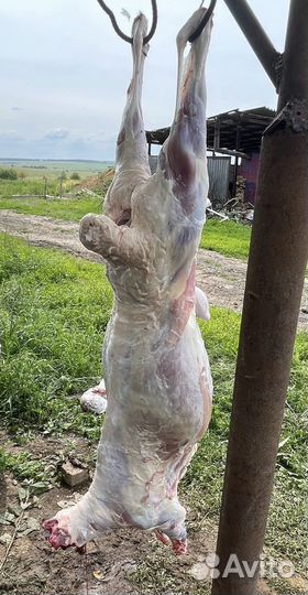 Мясо баранина,телятина,бараны,бычки,козы. Халяль