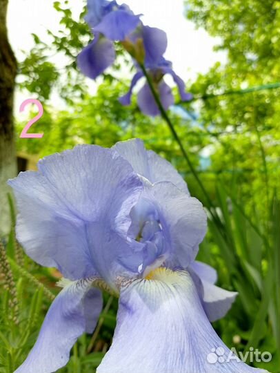 Ирисы