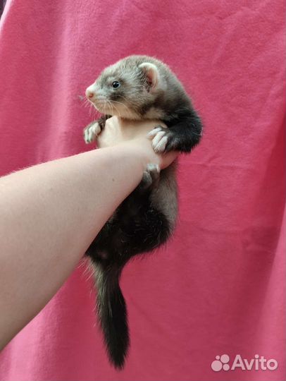 Мики Маус. Хорёк. Ветпаспорт. Доставка