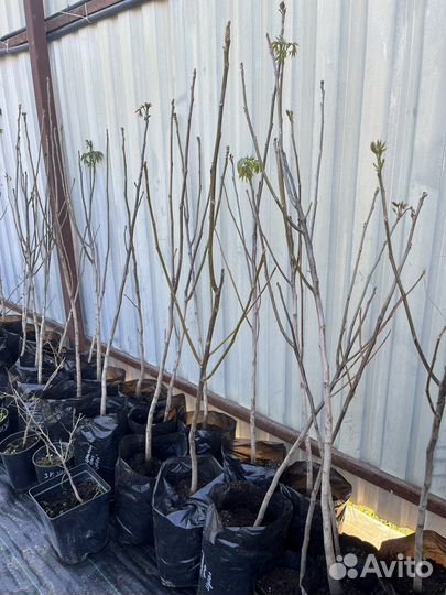 Саженцы грецкого ореха Идеал