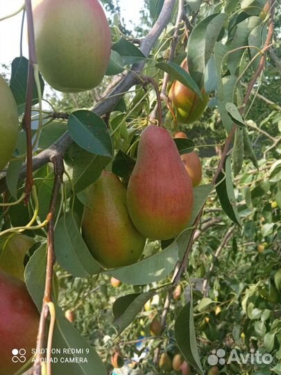 Продам груши