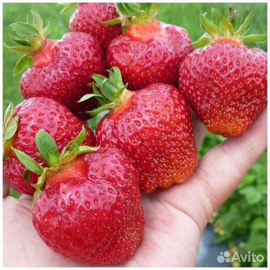 Рассада клубники