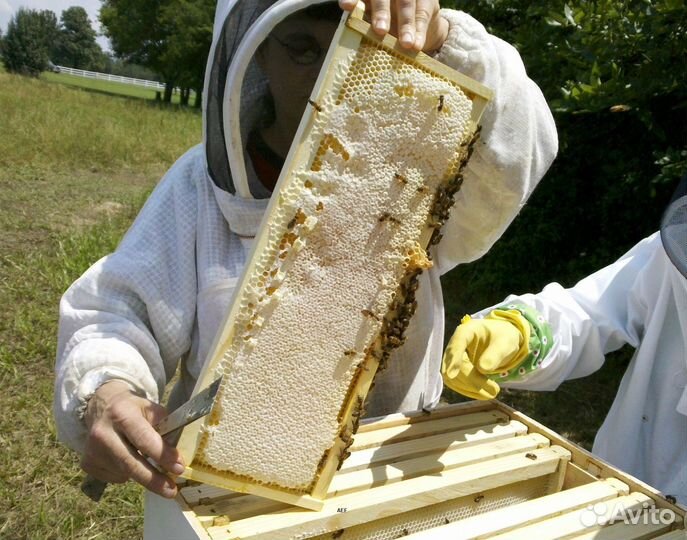 2024 Мёд натуральный алтайский оптом