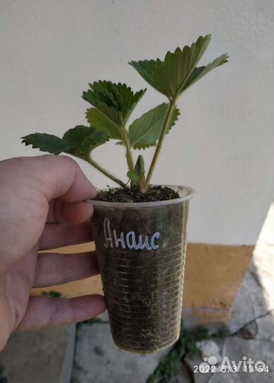Рассада клубники