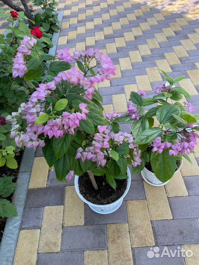 Клеродендрум