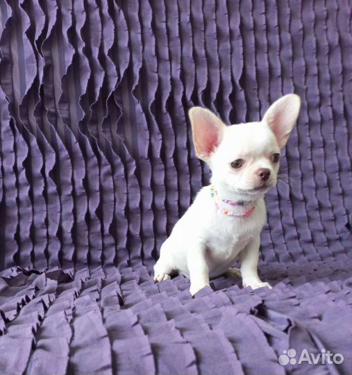 Чихуахуа девочка
