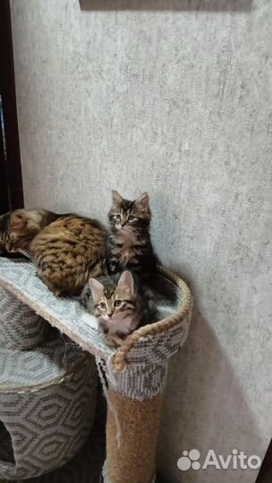 Кошки курильский бобтейл
