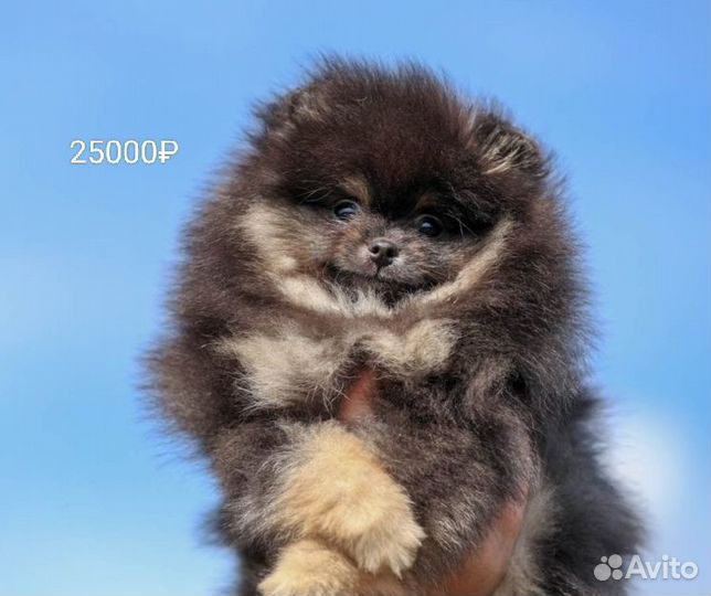 Померанский шпиц