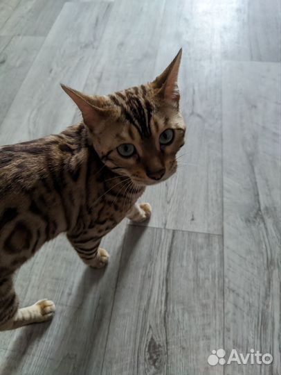 Бенгальский котик