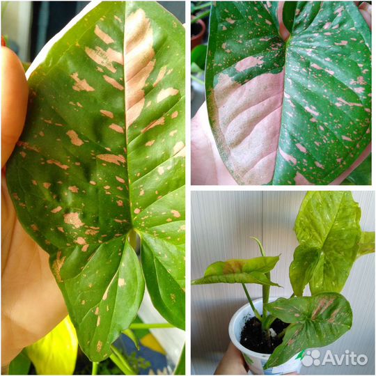 Сингониумы сортовые