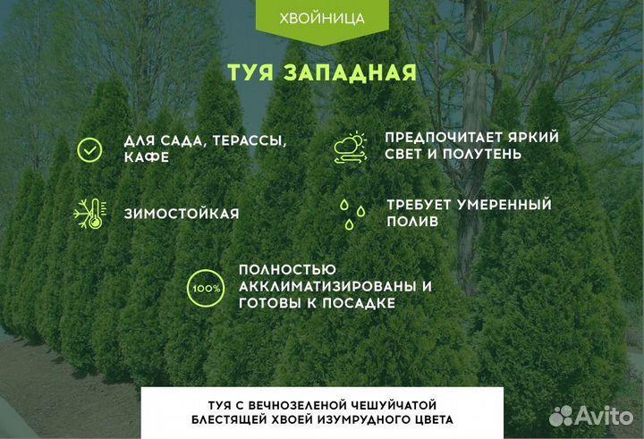 Туя в ассортименте:Смарагд,Брабант,Колумна