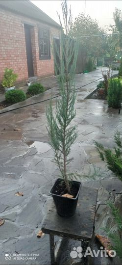 Хвойные растения
