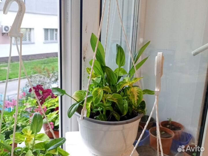 Дремиопсис с Лимонно-зеленым колеусом