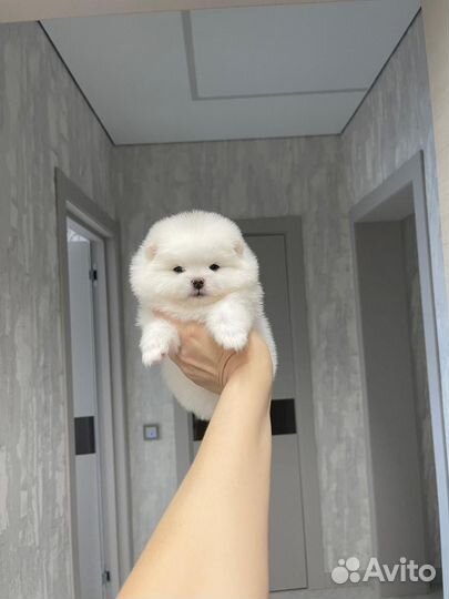 Шпиц, мальчики и девочки