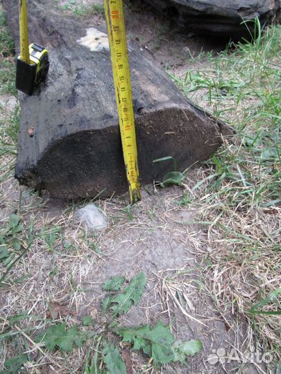 Мореный дуб