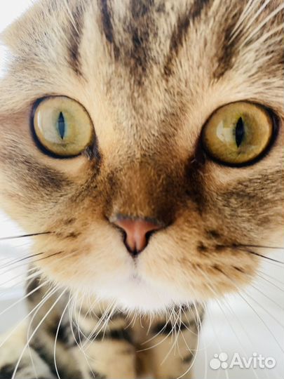 Королевский кот