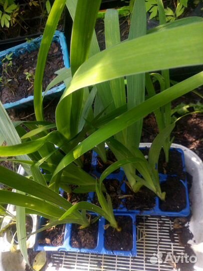 Бородатые ирисы