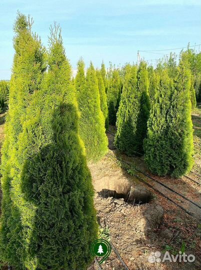Туя смарагд оптом