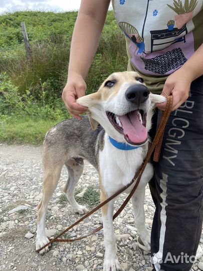 Щенок подросток в дар бесплатно