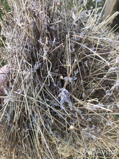 Лаванда стебель