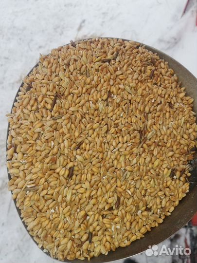 Корма для с/х животных