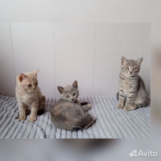 Котята девочки