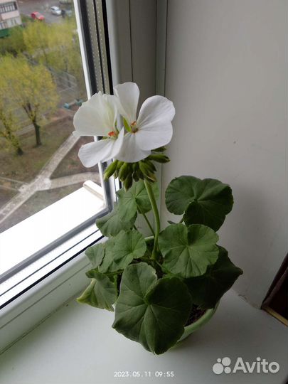 Пеларгония