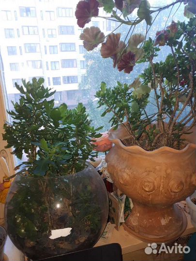 Каланхоэ декоративное