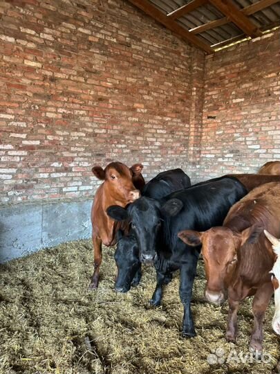 Телки откормачные