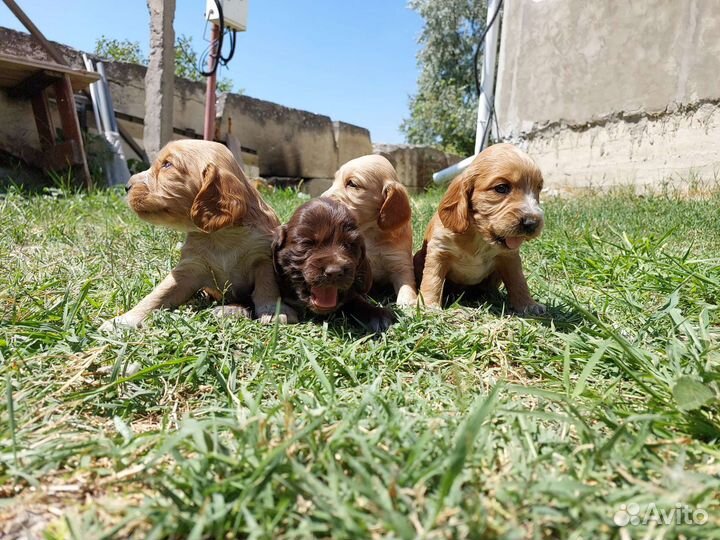 Русский охотничий спаниель щенки