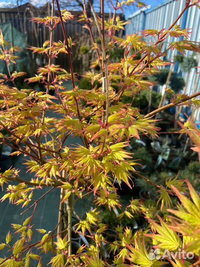 Клен дланевидный