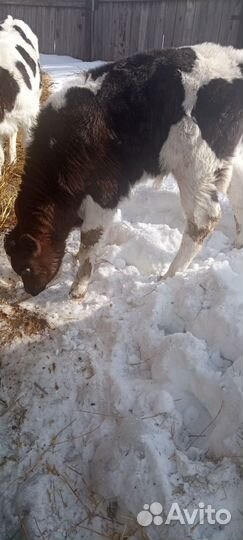 Бычки и быки