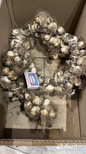 Чеснок на посадку