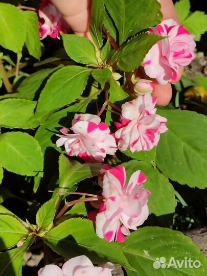 Бальзамин махровый