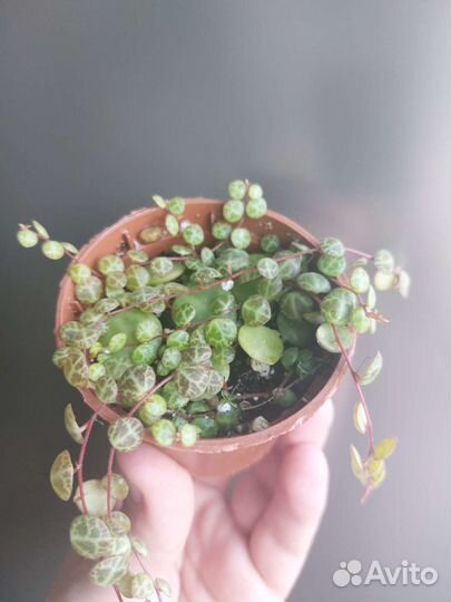 Пеперомия прострата