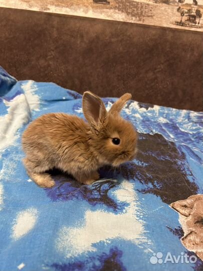 Декоративные кролики