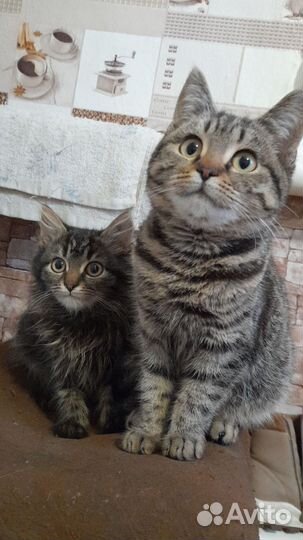 Кошка в дар,мама британка