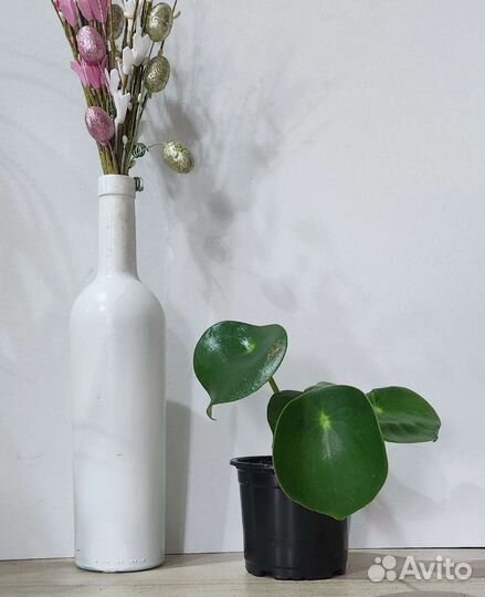 Пеперомия рейндроп