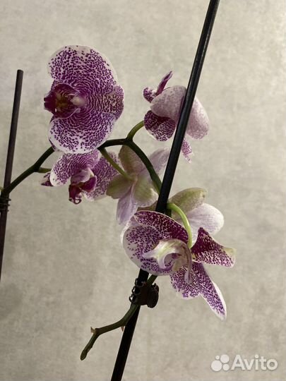 Орхидея Пандора