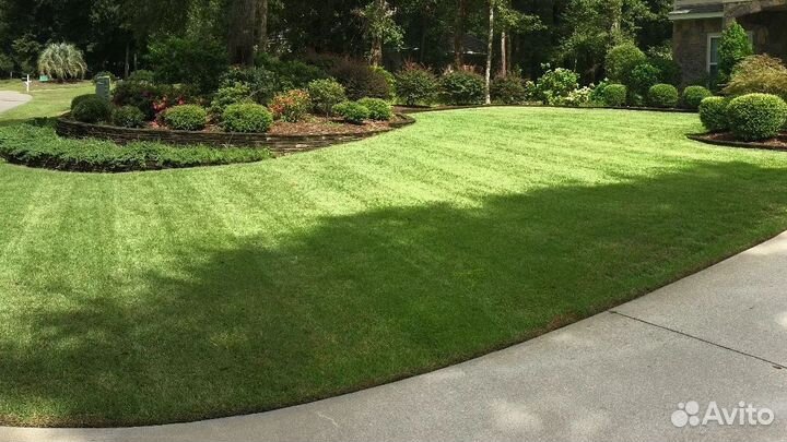 Семена газонной травы садово-парковая