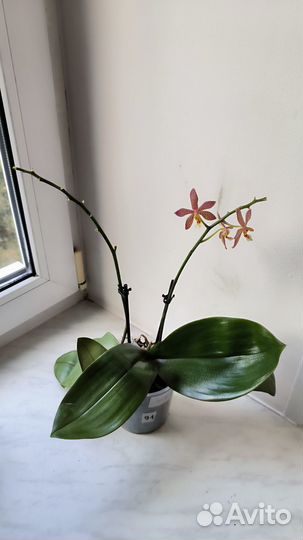 Орхидея фаленопсис Spider Bronze Maiden